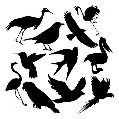 Rienda Libre Graphics - Decomural Bird Group Flamingo Parrot Set Ws-33049