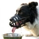 thumbnail image 1 of Bozal transpirable fazvuqa para perros grandes (17‑25 kg) – Ajustable, 1 of 8