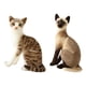 thumbnail image 1 of 2 Uds Gatos De Simulación Animal Relleno De Felpa Juguete De Peluche Regalo De Cumplea?os Sentado, 1 of 5
