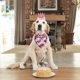 thumbnail image 2 of Set de cumpleaños para perro ADOGGYGO con sombrero y bandana, 2 of 3