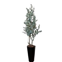 Corel - Planta Decorativa Arbol De Eucalipto 180Cm
