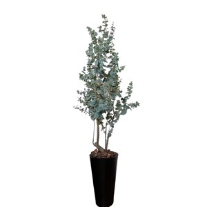 Corel - Planta Decorativa Arbol De Eucalipto 180Cm