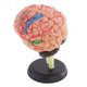 thumbnail image 3 of 4D Desarmó El Modelo De 32 Partes De La Anatomía Estructural Del Cerebro Humano Herramienta De Ense?anza, 3 of 3