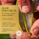 thumbnail image 4 of Acondicionador Herbal Essences Bio:Renew 6X Aloe & Mango Protege & Repara, 250 ml, 4 of 6