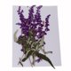 thumbnail image 2 of 10 Piezas De Flores Prensadas Secas Para Manualidades Scrapbooking DIY Flores Púrpuras, 2 of 3