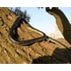 thumbnail image 5 of Juguete de Serpiente de Goma Yoogeer 120 cm Realista Negra y Amarilla, 5 of 8