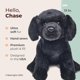 thumbnail image 2 of Peluche Bearington Chase The Labrador, perro negro, 33 cm, 2 of 6
