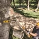thumbnail image 3 of Kit Podadora De Altura Brushless 8 20v Dewalt DCPS620M1-B2, 3 of 7