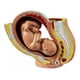 thumbnail image 1 of Figura De Silicona De Un Feto Humano, De Nueve Meses Aprox., 1 of 7