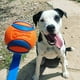 thumbnail image 3 of ¡ChuckIt! Bola Ultra, 3 of 3