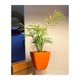 thumbnail image 5 of Set de 5 Maceteros Biodegradables Cuadrado / 3 Coral y 2 Naranjos, 5 of 5