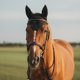 thumbnail image 2 of Gorro Horse Fly Equine Care, tamaño completo, de algodón negro, tejido a ganchillo, 2 of 4