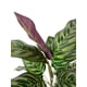 thumbnail image 2 of Planta Decorativa Ramo Calatea Uv 56cm, 2 of 3