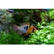 thumbnail image 3 of Tetra Rubin Granules 250ml alimento potenciador color peces acuario, 3 of 3