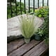 thumbnail image 3 of Planta Decorativa Pasto Cebolla Florencia/verde 71 Cm, 3 of 3