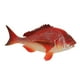 thumbnail image 1 of Modelo de Animal Marino Realista, Pargo Rojo, 1 of 3