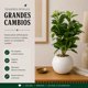 thumbnail image 4 of Planta Artificial Ficus Decorativa Maceta Decoracion Hogar blanco, 4 of 9