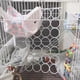 thumbnail image 4 of Red de cuerda Oooct 62 × 35 cm (2 unidades) para roedores y aves, 4 of 6