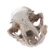 thumbnail image 2 of Réplica De Cráneo De Gato De Resina Realista Modelo De Esqueleto De Enseñanza Ornamento, 2 of 3
