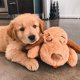 thumbnail image 2 of Kit de inicio para cachorros SmartPetLove Snuggle Puppy con accesorios, 2 of 9