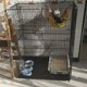 thumbnail image 5 of Jaula Estancia Para Gatos y Animales PequeÃ±os - Negro, 5 of 5