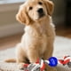 thumbnail image 2 of Set 5 Juguetes Para Mascota Pelota De Goma Perros Lau, 2 of 3