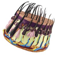 Magideal - Modelo De Simulación De Piel De Cabello, Modelo De Enseñanza Modelo De Cuerpo Humano Para Aprendizaje De Estudiantes Biología Juguete De Aprendizaje