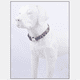thumbnail image 4 of Collar para perros pequeños, medianos y grandes: collar para mascotas de estilo étnico especialmente diseñado., 4 of 5