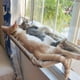 thumbnail image 2 of Hamaca de ventana para gatos Cama de ventana para gatos Hamaca para gatos, 2 of 5