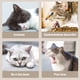 thumbnail image 5 of Pelota para lamer perros y gatos giratoria de 360°, juguete para masticar, juguete para limpiar los dientes para morder perros y gatos, 5 of 5
