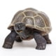 thumbnail image 3 of Estatuine Safari Ltd. Tortoise Baby 14 cm, plástico, modelo 18M+, 3 of 6