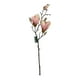 thumbnail image 1 of Magnolia Rosada 50cm, 1 of 3
