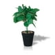 thumbnail image 1 of Planta Artificial Peperomia 28x9 cm, 1 of 3