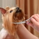 thumbnail image 5 of Tijeras de peluquería canina, tijeras de adelgazamiento/curvas de acero inoxidable con revestimiento de titanio de alto rendimiento, 5 of 5