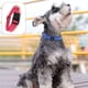 thumbnail image 4 of Correa de repuesto resistente para receptor de cerca para perros TUFF Collar, 4 of 5