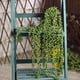thumbnail image 5 of Plantas Colgantes Artificiales CEWOR Cadena de Perlas x4 - 60 cm, 5 of 6