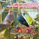 thumbnail image 2 of Juguetes para aves RLRICH pack de 6 colores para masticar y forrajear, 2 of 8