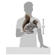 thumbnail image 2 of Marioneta de mano Folkmanis Ardilla Gris 23x15x28 cm, 2 of 2