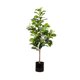 thumbnail image 1 of Peperomia 90 cm, 1 of 1