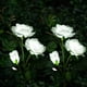 thumbnail image 1 of Luces solares para jardín, decoración navideña, luces solares con rosas y 6 rosas, impermeables, para jardín, patio, camino, paquete de 2, 1 of 6