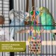 thumbnail image 5 of Juguetes para aves RLRICH pack de 6 colores para masticar y forrajear, 5 of 8