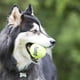 thumbnail image 2 of Pelotas de tenis Dog Toy KONG SqueakAir, tamaño mediano (paquete de 6), 2 of 7