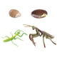 thumbnail image 1 of Colección - Ciclo De Vida Realista De Un Conjunto Mantis - 4 Piezas Separadas En El Conjunto, 1 of 5