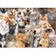thumbnail image 1 of Rompecabezas PETER PAUPER PRESS All The Cats 1000 piezas, 1 of 3