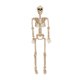 thumbnail image 1 of Esqueleto Posable 90 cm, 1 of 1