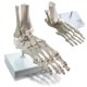thumbnail image 1 of Modelo de pie y tobillo humanos EVOTECH SCIENTIFIC, tamaño natural, 1 of 9