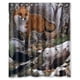thumbnail image 1 of Cortina de ducha con diseño de animales del bosque y zorros, con ganchos, tamaño 60 x 72 pulgadas, 1 of 3