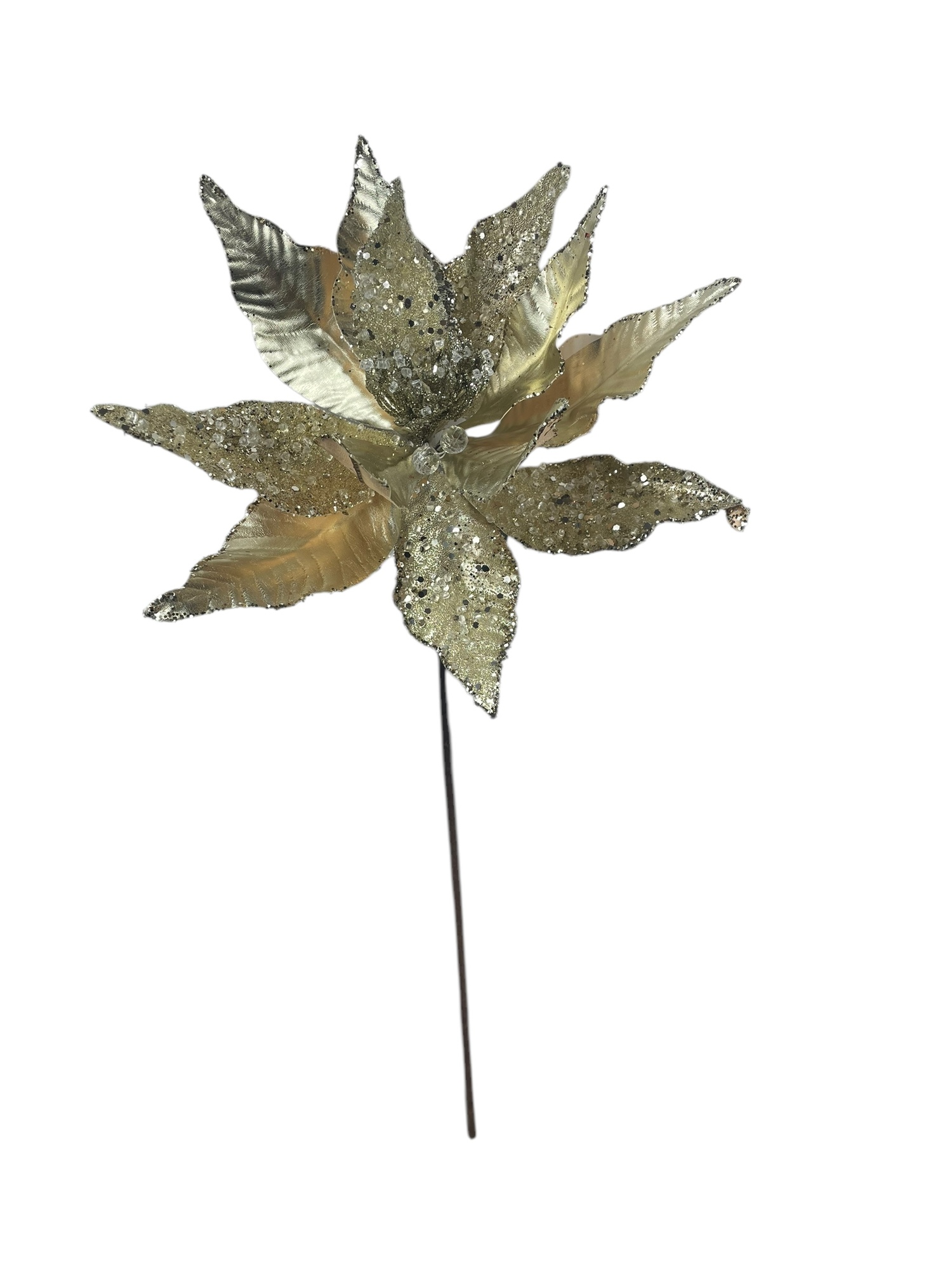 Corel - Poinsettia Champagne 30Cm