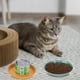 thumbnail image 4 of 6 Pcs Shallow Gato Food Dish Gato Wet Food Flat Gato Bowls Whisker Fatigue Free Gato Food Bowls Gato Dishes fo Food and Water Wide Gato Plate para gatitos and Shot Legged Gato, 4 of 7