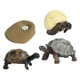 thumbnail image 3 of Juguete de Tortuga de Ciclo de Vida, Modelo de Biología Educativa para Niños de 3 a 6 años, Accesorios de Enseñanza Realistas, Figuras de Animales, Ki, 3 of 5